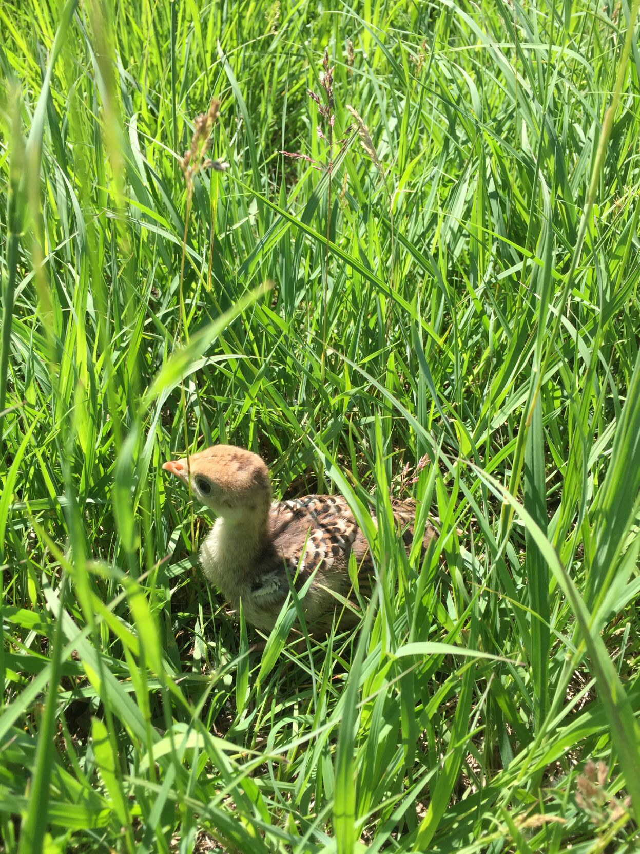 Turkey poult